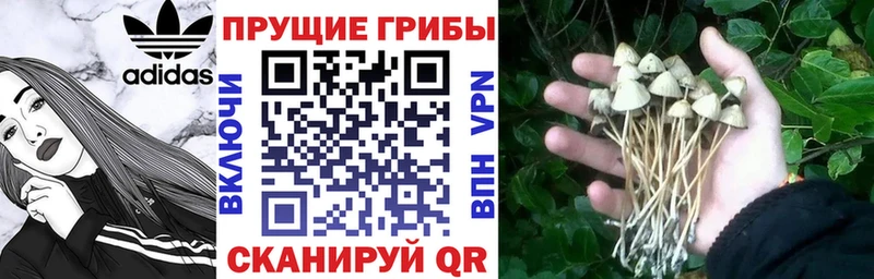 даркнет Telegram  Ливны  блэк спрут онион  Галлюциногенные грибы Psilocybine cubensis  дарнет шоп 